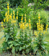 Great Mullein 150 Seeds