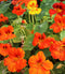 Nasturtium Jewel Mix