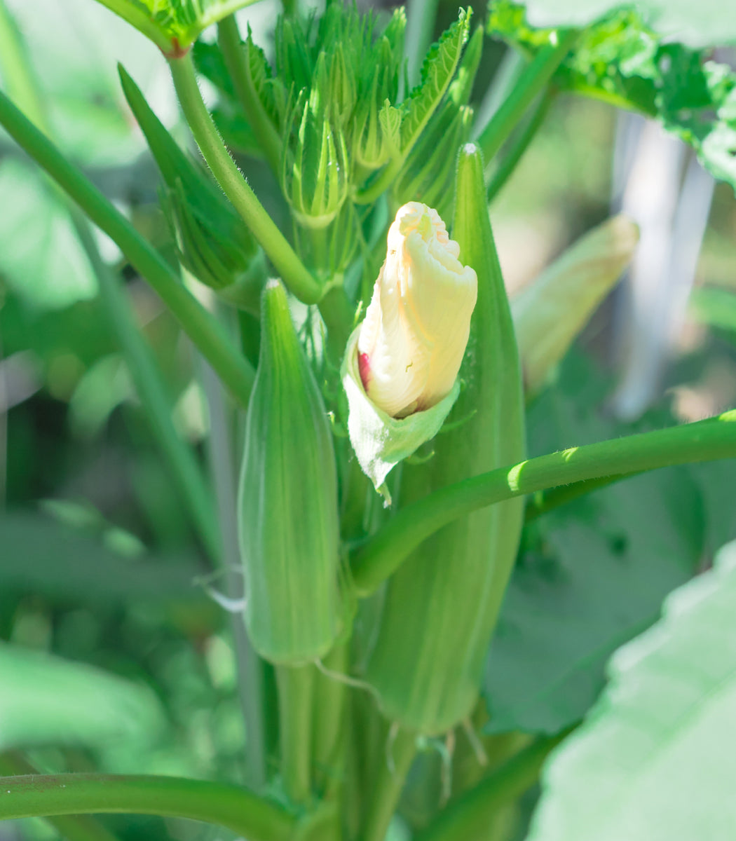 50 semi - Semi di okra Clemson biologici - Z062 - Facili da coltivare - Maturano in meno di 60 giorni - Abelmoschus Esculentus - Italia