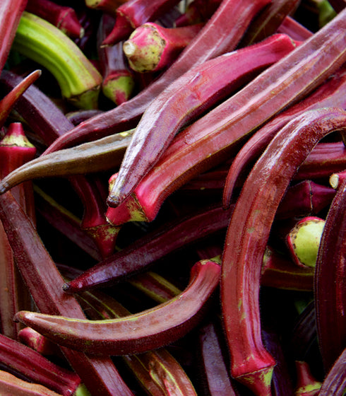 Okra Red Burgundy