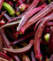 Okra Red Burgundy