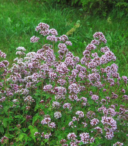 Oregano Common Italian