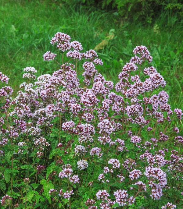 Oregano Common Italian