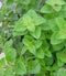 Oregano Greek