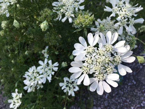 Orlaya White Lace Flower