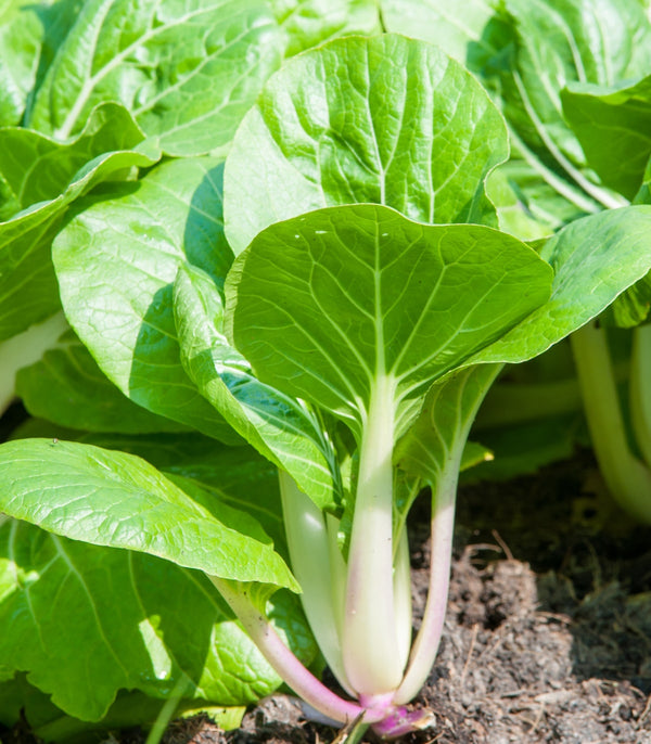 Pak Choi