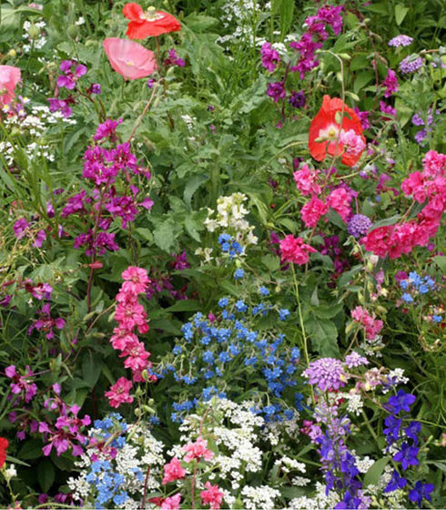 Partial Shade Flower Mix