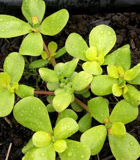 Purslane Golden