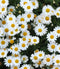 Pyrethrum Daisy