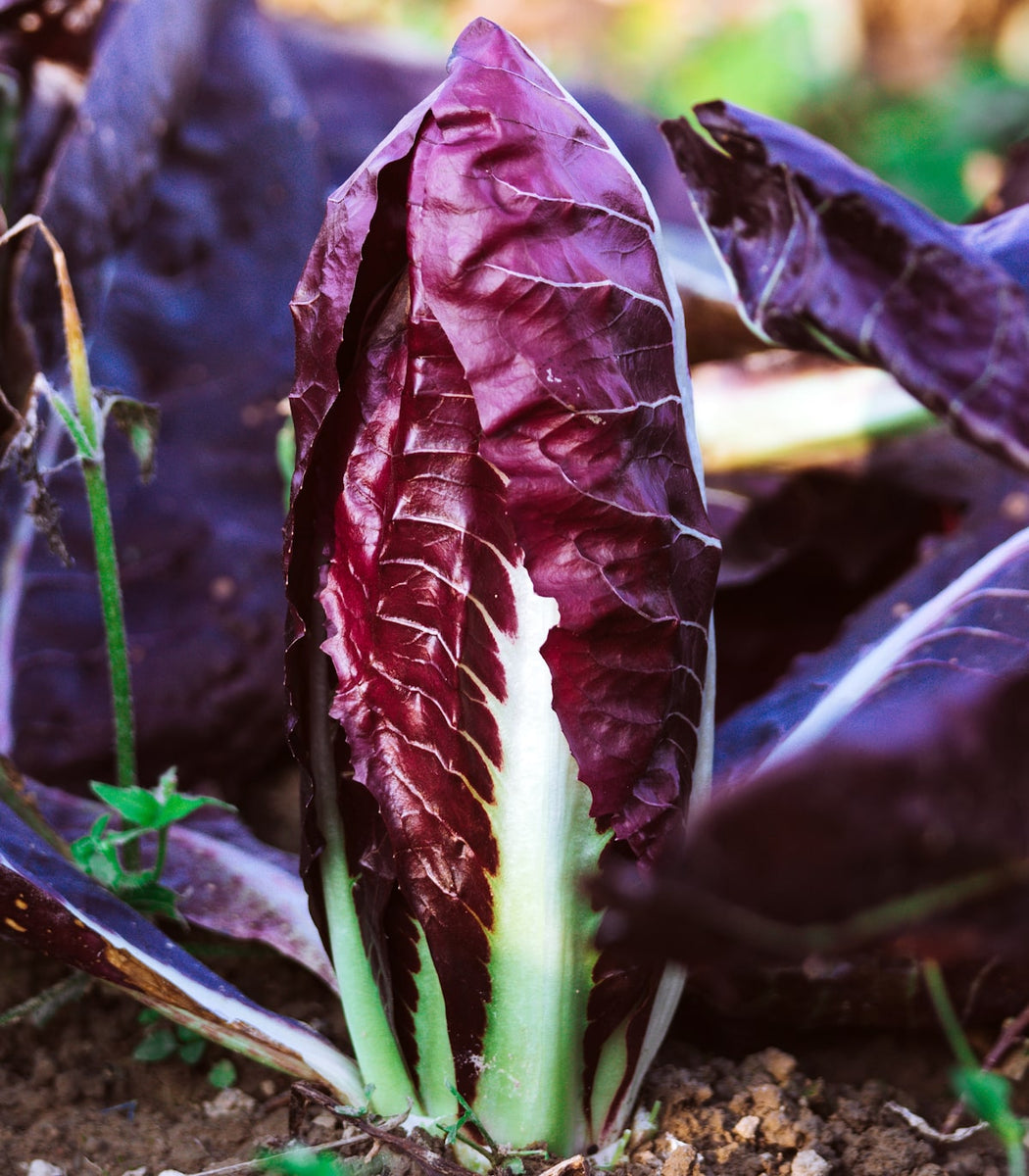 Radicchio Seeds - Rouge De Verona Heirloom - Easy To Grow, Cool Season Vegetable