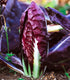 Radicchio Rosso Di Verona