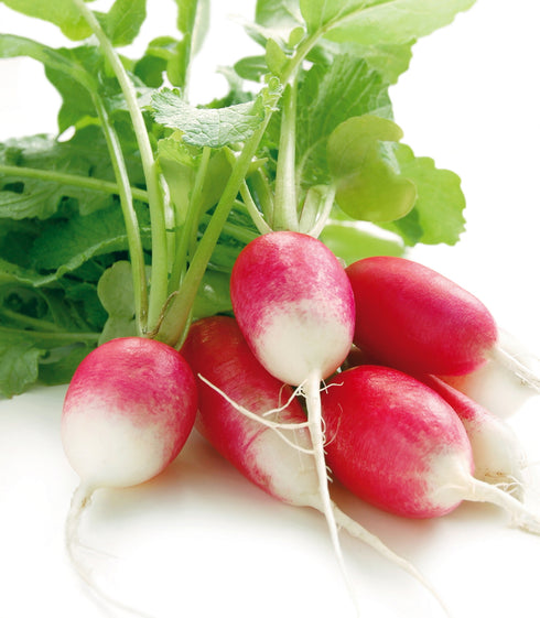Radish French Breakfast