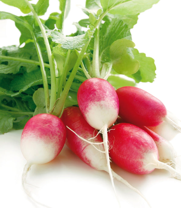 Radish French Breakfast
