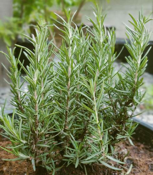 Rosemary