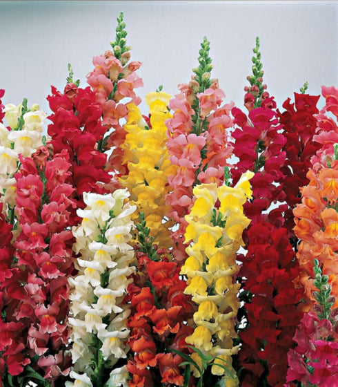 Snapdragon Maximum Mix