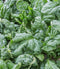 Spinach Bloomsdale