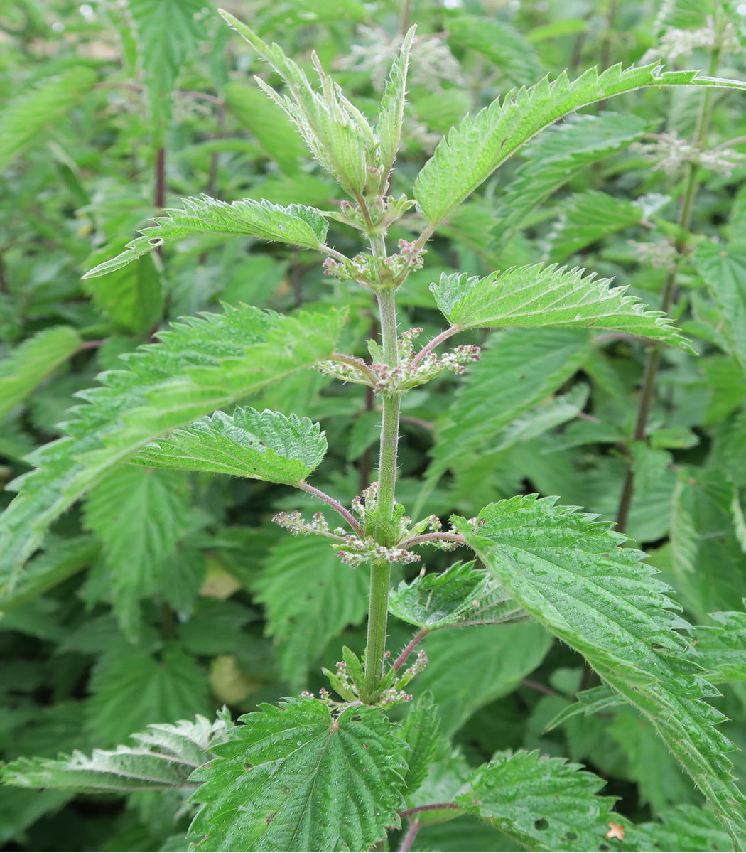 Stinging Nettle 200 Seeds (Urtica dioica) Heirloom Open pollinated –  Earthcare Seeds