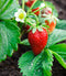 Strawberry Alexandria Alpine