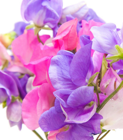 Sweet Pea Old Fashioned Fragrant Heirloom Mix