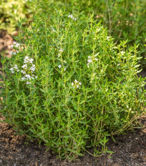 Thyme
