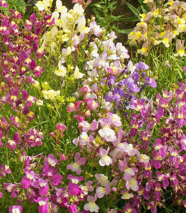 Toadflax Moroccan Northern Lights