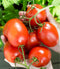 Tomato Roma VF