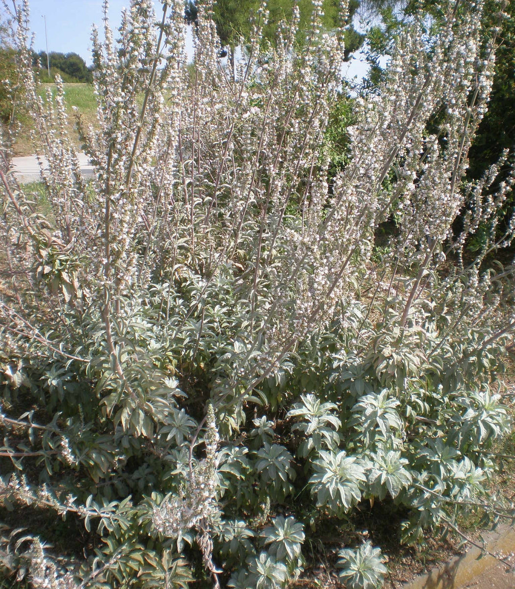 white sage indoor plant White Sage 100 Seeds (Salvia apiana) Heirloom Open Pollinated – Earthcare Seeds