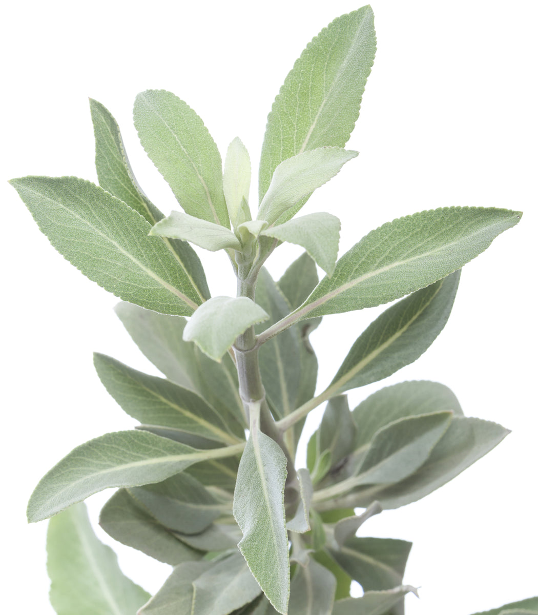 white sage indoor plant White Sage 100 Seeds (Salvia apiana) Heirloom Open Pollinated – Earthcare Seeds