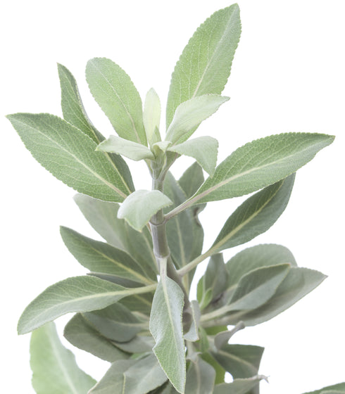White Sage