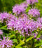Wild Bergamot Bee Balm