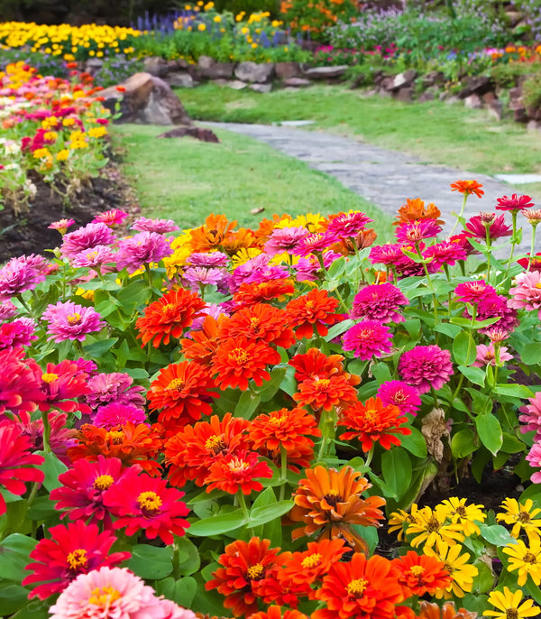 Zinnia California Giant Mixed