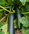 Zucchini Black Beauty