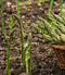 Asparagus Mary Washington