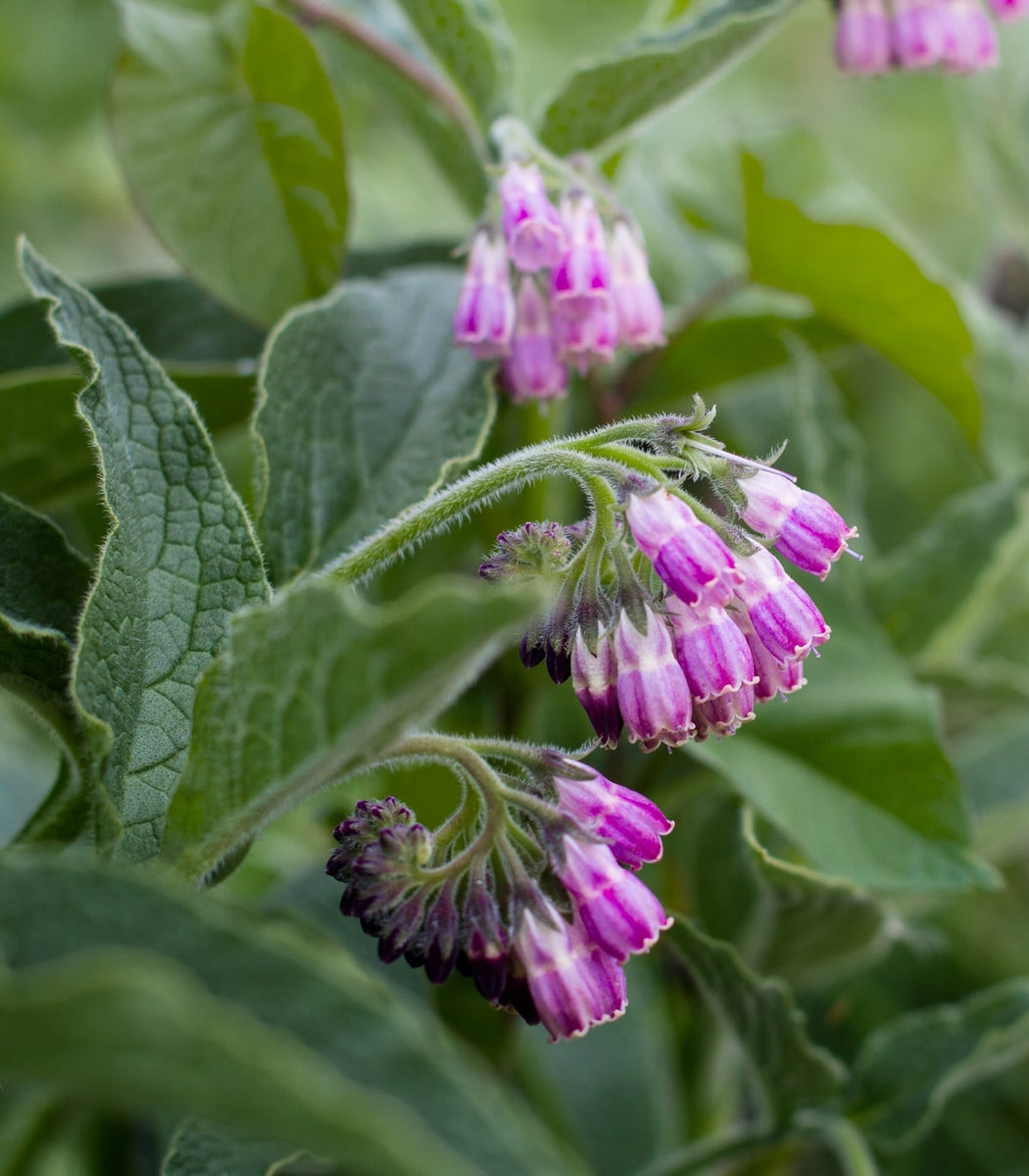 comfrey seeds for planting Comfrey True Comfrey 25 Seeds