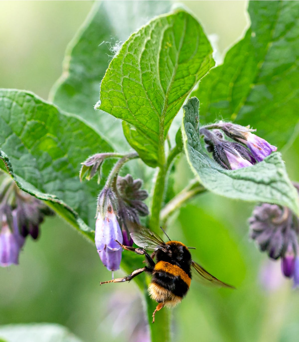 comfrey plant seeds Comfrey 50 Seeds (Symphytum officinale) Heirloom Open Pollinated – Earthcare Seeds
