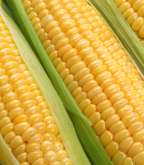 corn-sugar-buns-garden-seeds-for-planting-sweey-corn-2