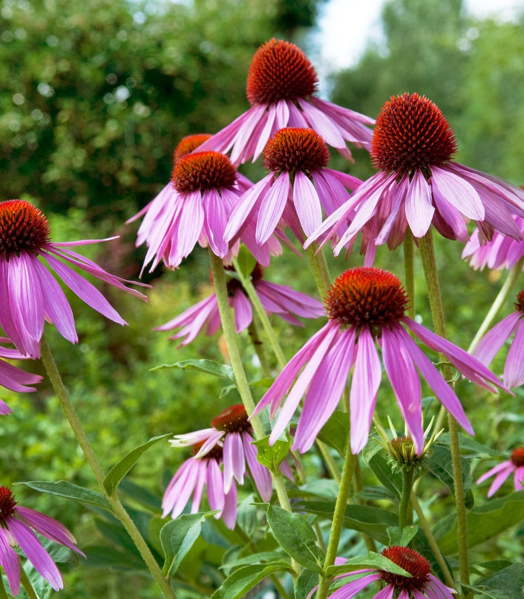 cone flower seeds Echinacea Purple Coneflower 500 Seeds (Echinacea purpurea) Heirloom – Earthcare Seeds