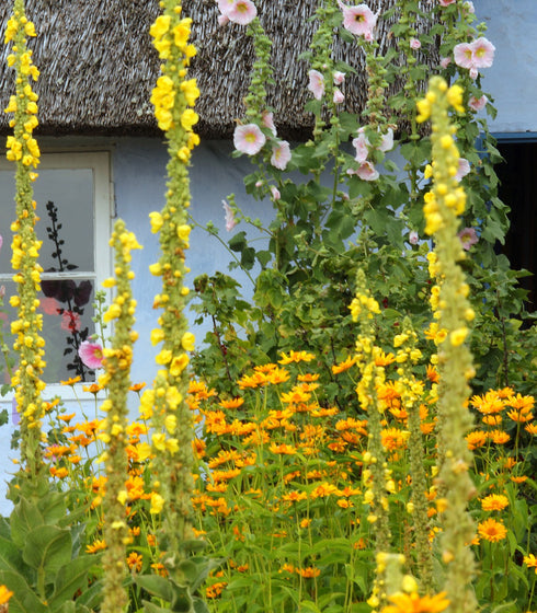 Great Mullein 150 Seeds