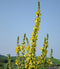 Great Mullein 150 Seeds