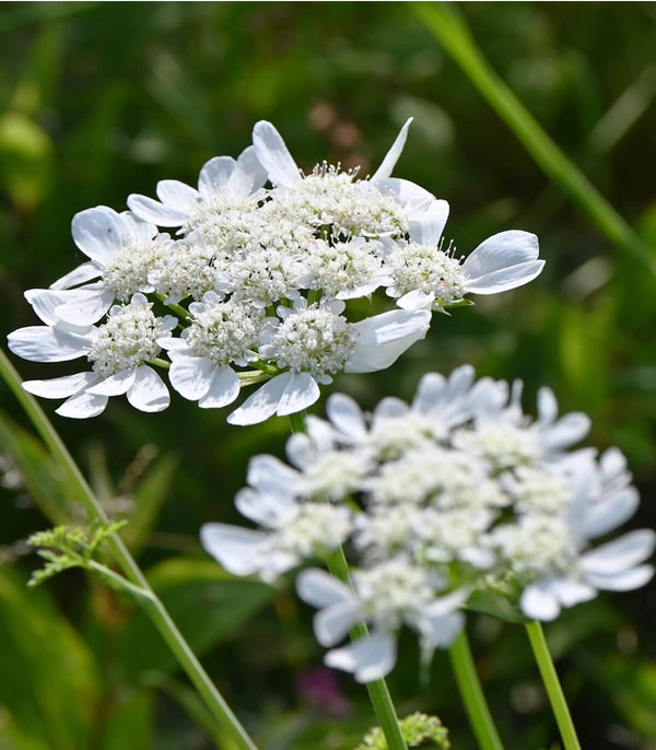 Orlaya White Lace Flower