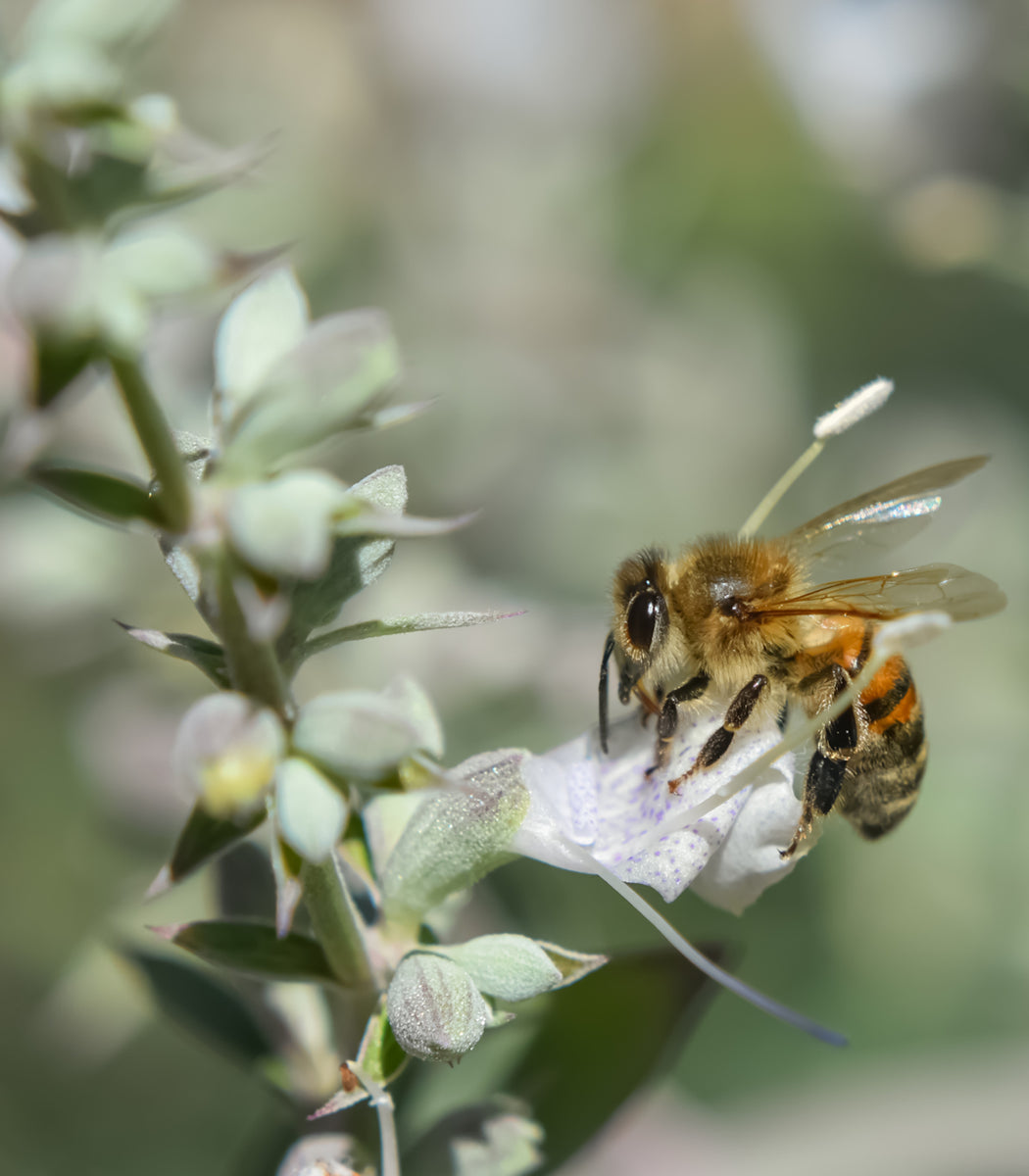 White Sage 100 Seeds (Salvia apiana) Heirloom Open Pollinated – Earthcare  Seeds