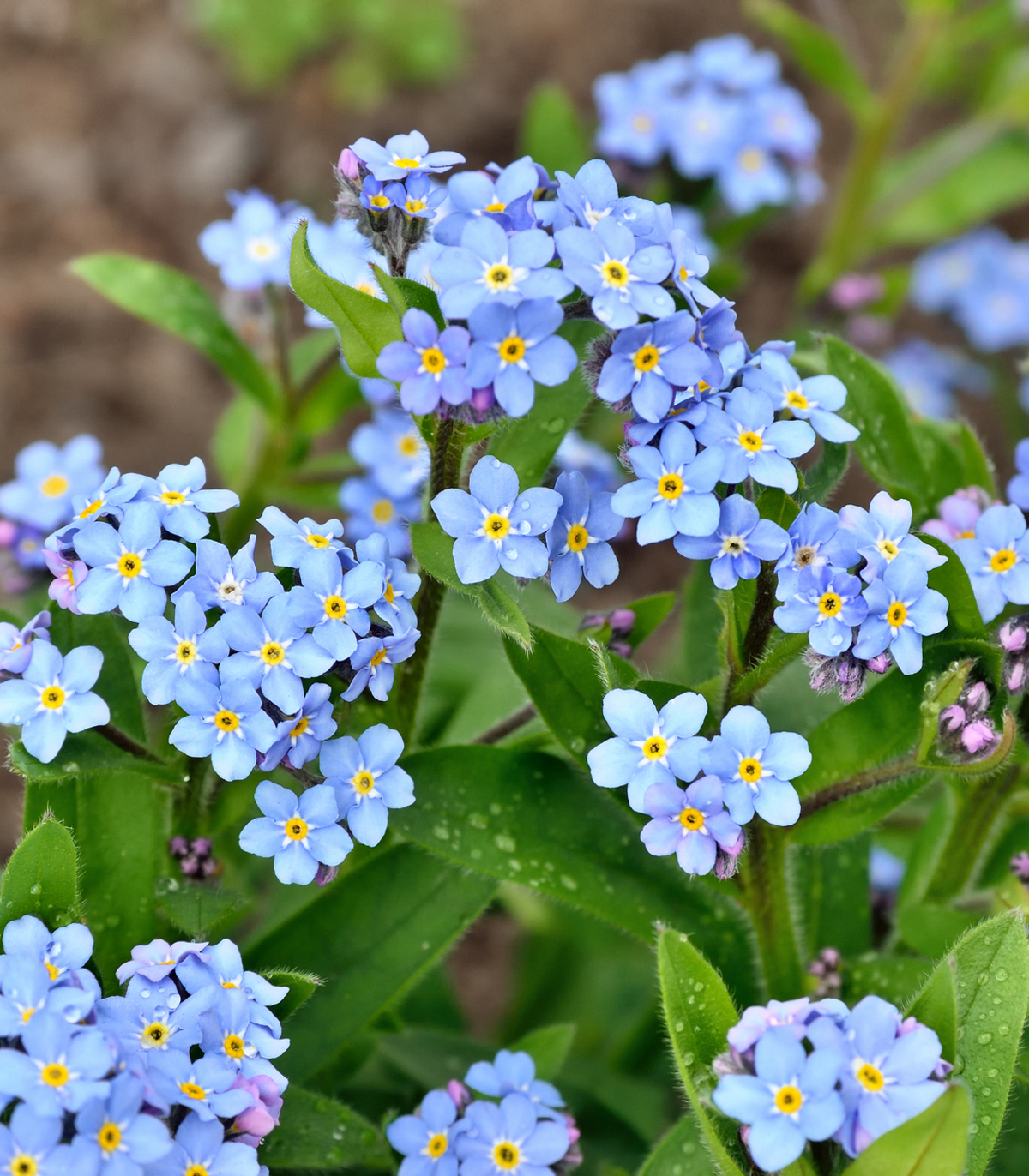 Forget-Me-Nots: Tips and Symbolism of These Pretty Blue Flowers