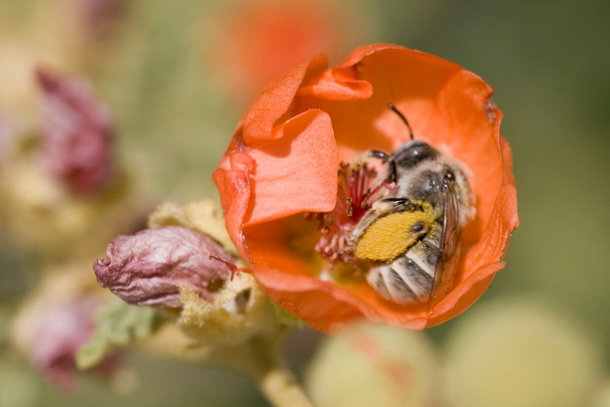 Mallow Bee The Importance of Globe Mallow Bees and the Little Bachelor Bees That ...
