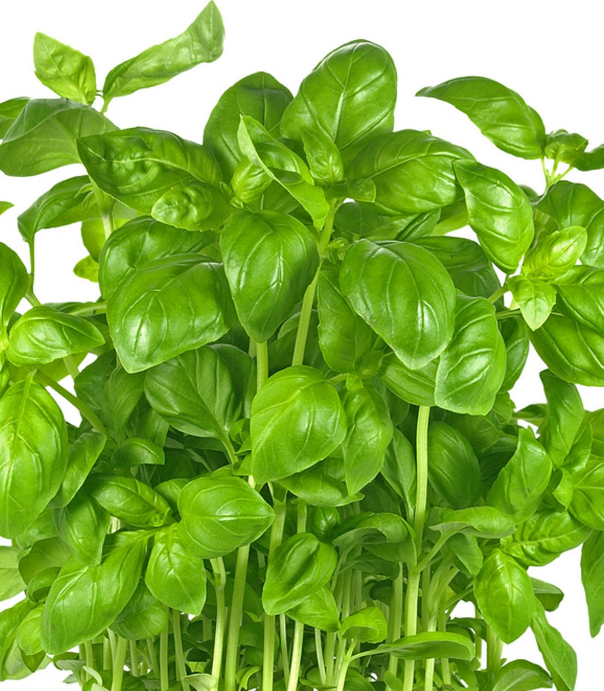 Basil Large Leaf Italian 600 Seeds (Ocimum basilicum) Heirloom - open ...
