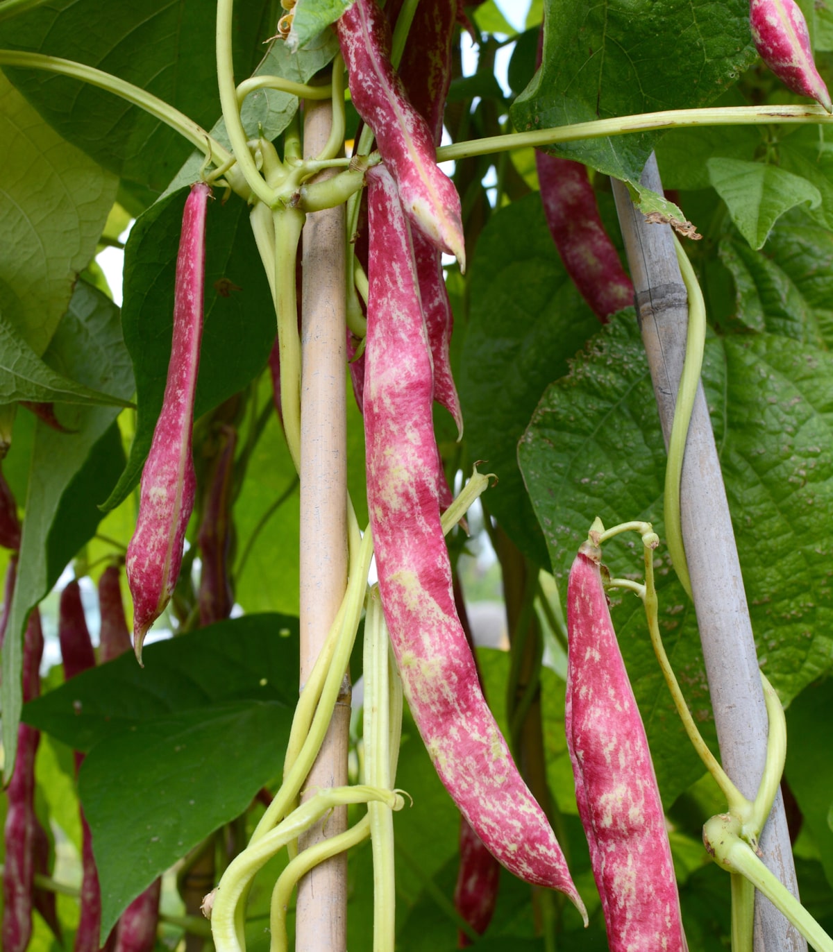 Earthcare Seeds - Cranberry Bean 50 Seeds (Phaseolus vulgaris) Heirloom - Non GMO