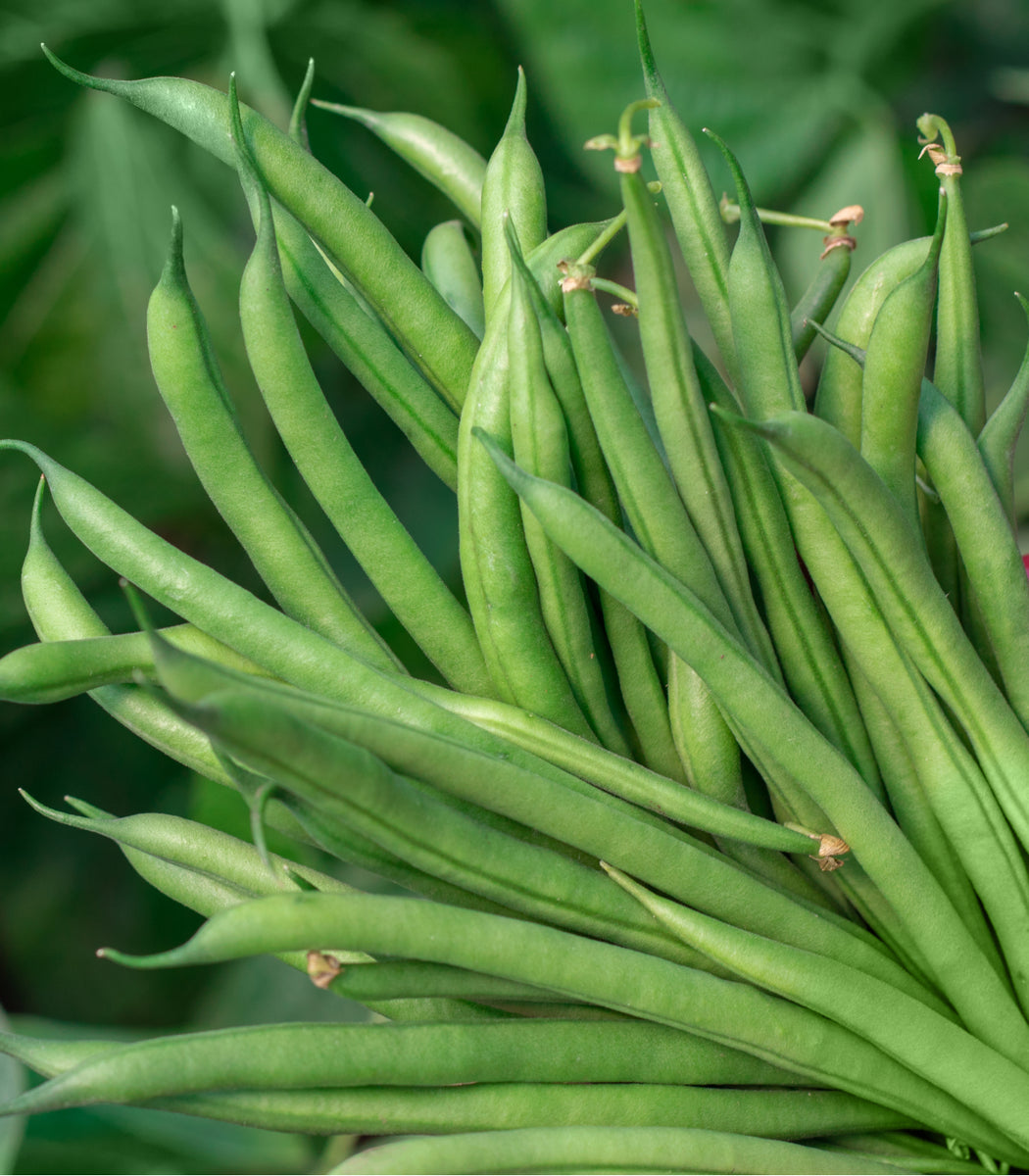 Bean Blue Lake Pole 100 Seeds (Phaseolus vulgaris) Heirloom - Open Pol ...