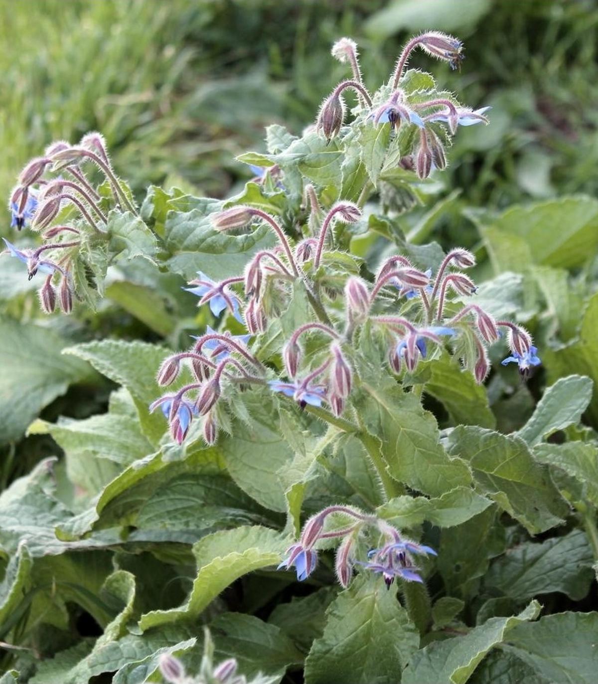 borage seed planting Borage 100 Seeds (Borago Officinalis) Heirloom Open pollinated