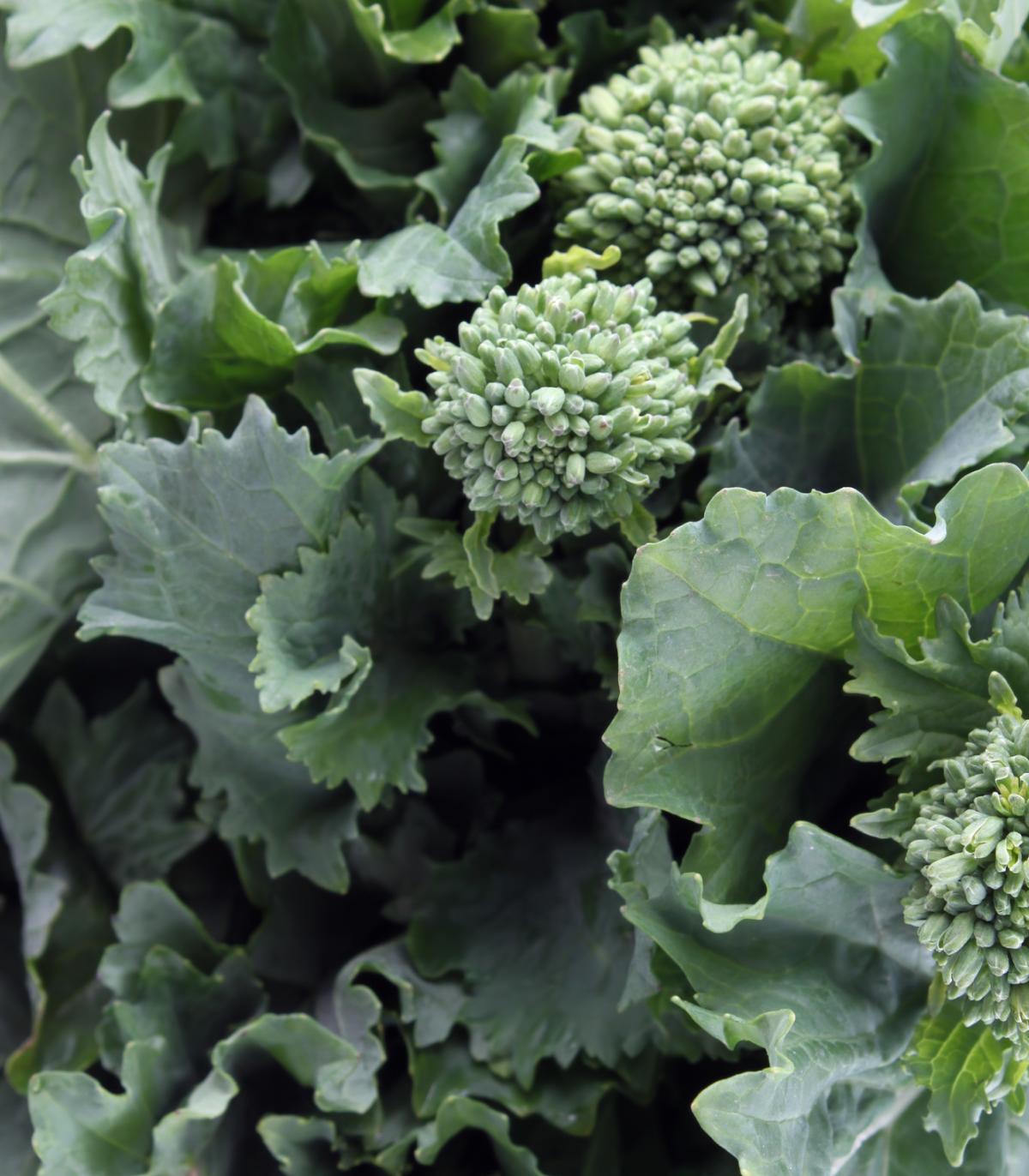 planting broccoli rabe seeds Broccoli Raab Rapini 250 Seeds (Brassica rapa Rapini) Heirloom Open po –  Earthcare Seeds