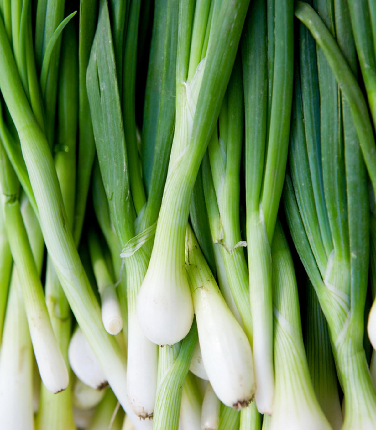 Bunching Onion Evergreen 300 Seeds (Allium fistulosum) Heirloom Open p ...