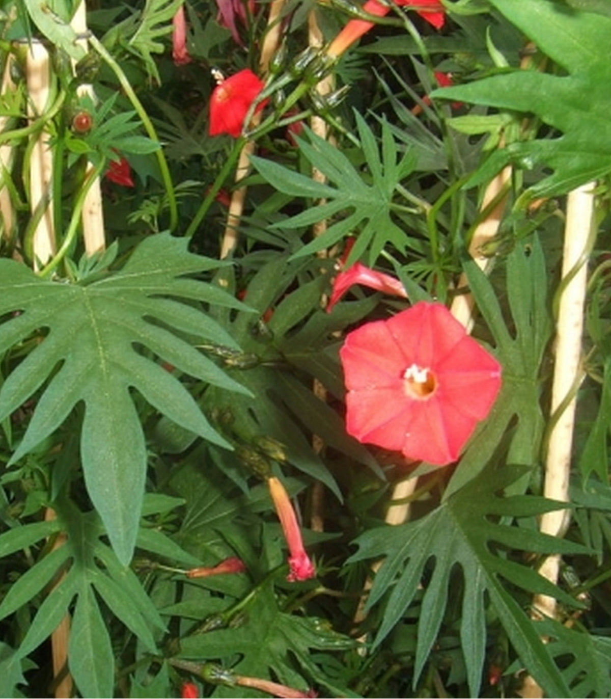cardinal flower vine seeds Cardinal Climber 35 Seeds (Ipomea Quamoclit X Sloteri) Climbing Hybrid